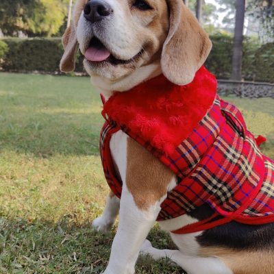 DC9 1-RED-PLAID-AND-FUR