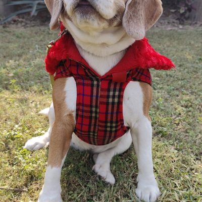 DC9 2-RED-PLAID-AND-FUR